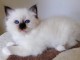 4 chatons sacre de birmanie