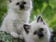 4 chatons sacre de birmanie