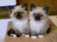 4 chatons sacre de birmanie