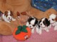 Donne Chiots Cavalier King Charles 