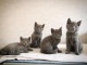 Donne Chatons Chartreux