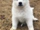 CHIOTS BERGER BLANC SUISSE