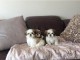 Adorable chiots shih tzu LOF