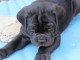 Magnifiques chiots cane corso a donner 