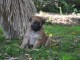 A donner chiots berger des Pyrénées