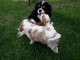 Chiots cavalier king charles