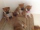 Disponible chiots shiba