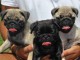 A donner Chiots carlin 
