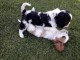 5 chiots cavalier king charles