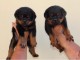 Disponible chiots rottweiler