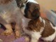 Adorable chiots SHIH TZU