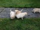  Magnifiques chiots Labrador Retriever