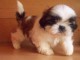 Adorable chiots SHIH TZU