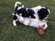 chiots cavalier king charles