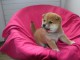 Disponible chiots shiba