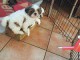 Adorable chiots SHIH TZU