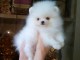 A donner Chiots spitz nain