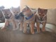 Disponible chiots shiba