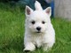 Jolis chiots White Terrier