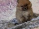 Chiots spitz nain Disponible