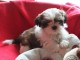 Adorable chiots SHIH TZU