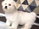 Bichon Maltais Petite Femelle A Donner