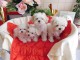 Donne Magnifiques chiots Bichon Maltais