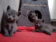 Donne Chatons Chartreux