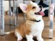 donne chiots welsh corgi pembroke