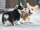 donne chiots welsh corgi pembroke