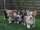 donne chiots welsh corgi pembroke