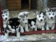 donne chiots husky de sibérie contre bon soins 