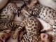 Donne Magnifiques Chatons Bengal