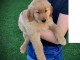 chiot golden retreiver