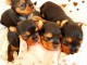 Superbes Chiots Yorkshire Terrier Pure Race 