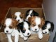 Adorables chiots recherches un petit nid 