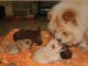 Magnifiques Chiots Chow Chow Pure Race Pedigree 