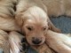 Adorable chiots golden retriever