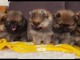 Magnifiques Chiots Spitz Nain Poméranien Pure Race