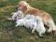 Magnifiques Chiots Golden Retriever Pure Race