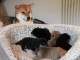 Sublimes Chiots Shiba Inu Pure Race et Pedigree