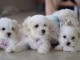 Adorables Chiots Bichon Maltais Pure Race