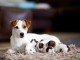 Sublimes Chiots Jack Russel Pure Race,