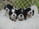 Adorables Chiots Cavaliers King Charles Pure Race