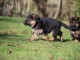 Adorable chiots bergers allemands