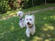 Jolis chiots White Terrier