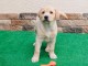 Magnifiques chiots Labrador Retriever