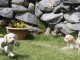 Magnifiques chiots Labrador Retriever