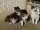 chiots berger shetland