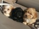 chiots bichon havanais